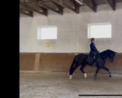 dressage horse Don Henry JH (Oldenburg, 2019, from Don K)