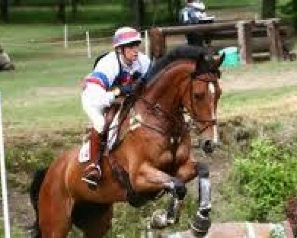 Pferd Cadiz (Spanisches Sportpferd, 2000, von El Mesto xx)