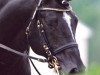 stallion FS Pearcy Pearson (German Riding Pony, 1993, from FS Pavarotti)