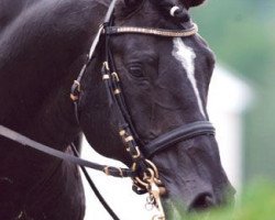 stallion FS Pearcy Pearson (German Riding Pony, 1993, from FS Pavarotti)