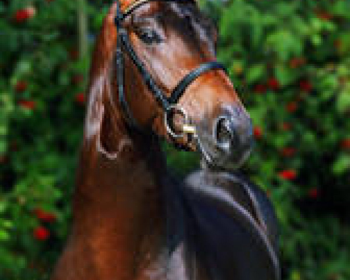 horse Lord Laptop (Hanoverian, 1998, from Laptop)