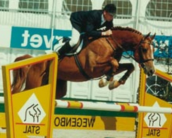 stallion Phin Phin (Belgian Warmblood, 1992, from Chin Chin)