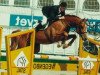 stallion Phin Phin (Belgian Warmblood, 1992, from Chin Chin)