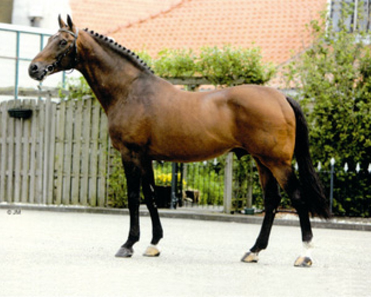 stallion Landlord (Holsteiner, 1983, from Landgraf I)