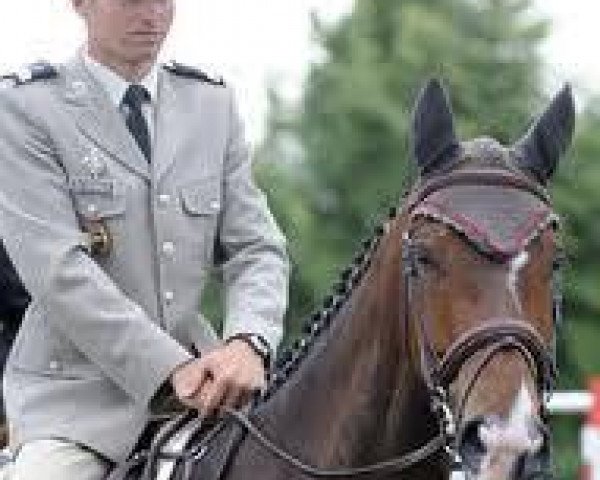 horse Ocarina du Chanois (Selle Français, 2002, from Fango in Blue)