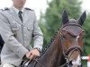 Pferd Ocarina du Chanois (Selle Français, 2002, von Fango in Blue)