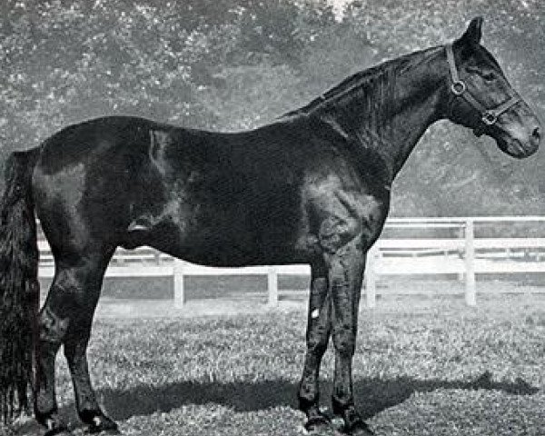 stallion Speedy Count 0797A (US) (American Trotter, 1961, from Speedster US-92622)