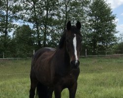 dressage horse Rocco 469 (Hanoverian, 2007, from Rubinero 2)