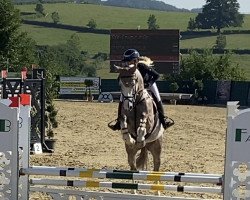 jumper Coupie d'Or (Oldenburg show jumper, 2017, from Coupie)