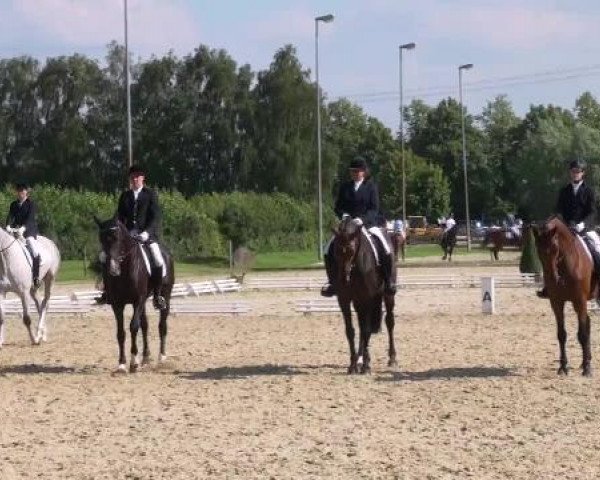 jumper Quibble 3 (Oldenburg show jumper, 2005)