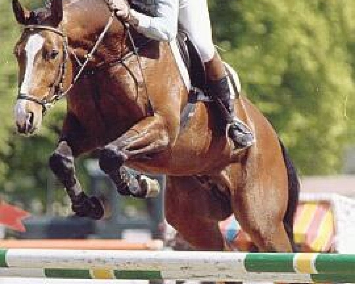 Pferd Anrit (Hannoveraner, 1995, von Andiamo)