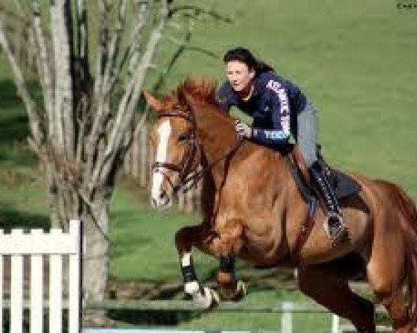 stallion Topinambour (Dutch Warmblood, 2000, from Heartbreaker)