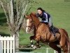 stallion Topinambour (KWPN (Royal Dutch Sporthorse), 2000, from Heartbreaker)