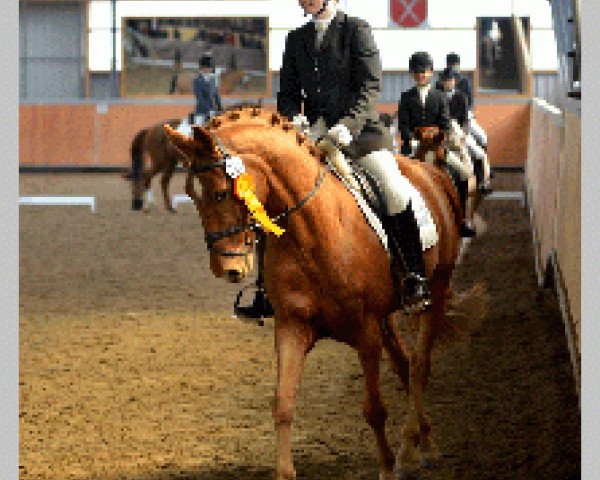 dressage horse Golden Devil 4 (German Riding Pony, 2001, from FS Golden Highlight)