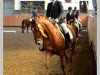 Dressurpferd Golden Devil 4 (Deutsches Reitpony, 2001, von FS Golden Highlight)