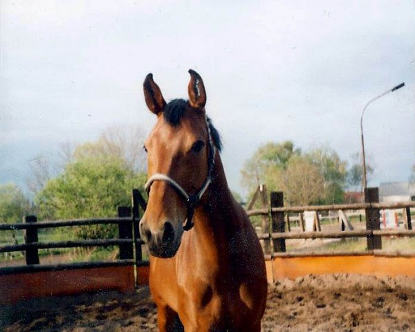 Pferd Doria 63 (Thüringer, 1997, von L.A.)