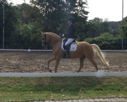 dressage horse Galileo B (German Riding Pony, 2009, from Genesis B)