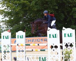 dressage horse Charlee 4 (Westfale, 2015, from Ciacolini)