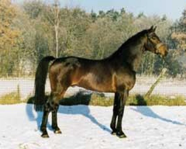 stallion Full Speed (Oldenburg, 1988, from Freiherr)