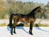 stallion Full Speed (Oldenburg, 1988, from Freiherr)