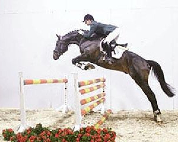 horse Esteban xx (Thoroughbred, 1994, from Prince Mab xx)