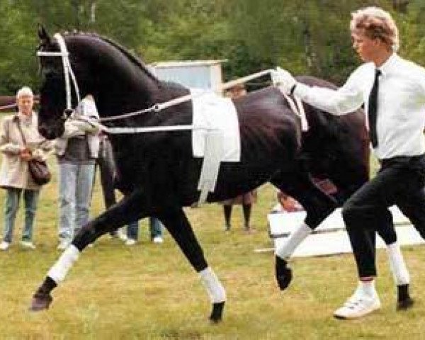 stallion Roncalli xx (Thoroughbred, 1978, from Priamos xx)