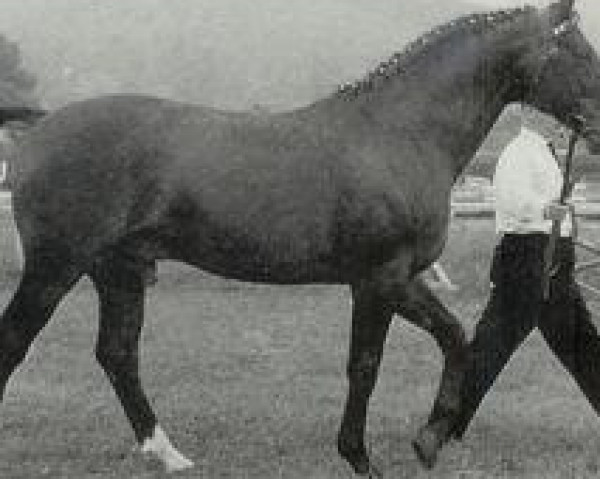 horse Ozean (Trakehner, 1952, from Ernest)