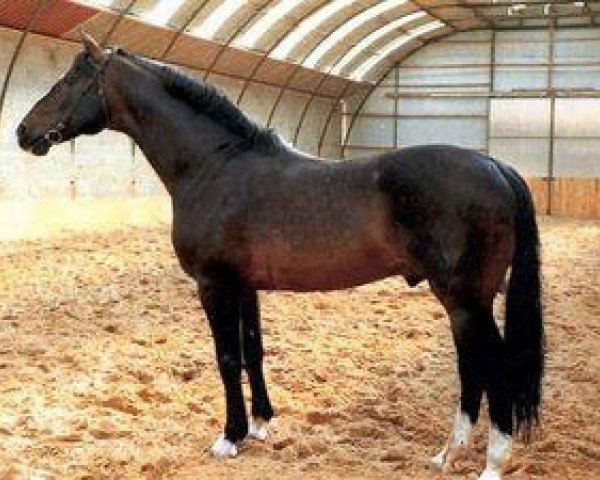 stallion Romanow (Holsteiner, 1969, from Ramiro Z)