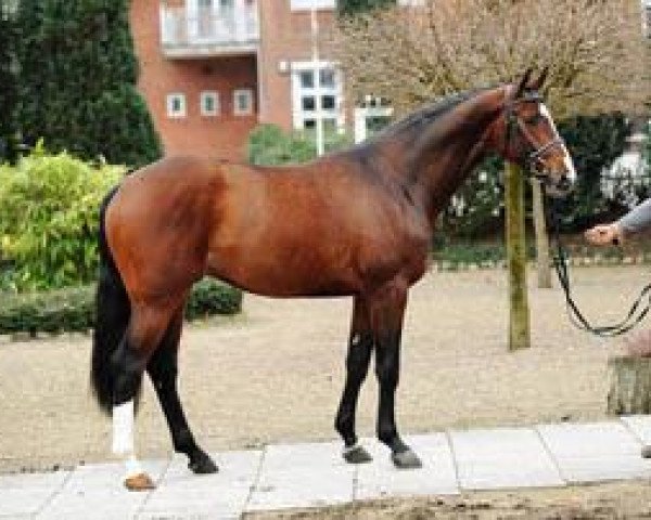 stallion Canon (Holsteiner, 2006, from Canto)