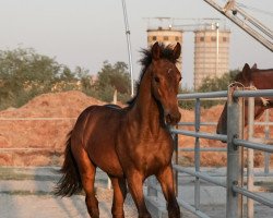 jumper Million Reginal Reasons (German Riding Pony,  , from Million Reasons)