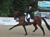 dressage horse Bellheim 7 (Westphalian, 2004, from Belissimo NRW)