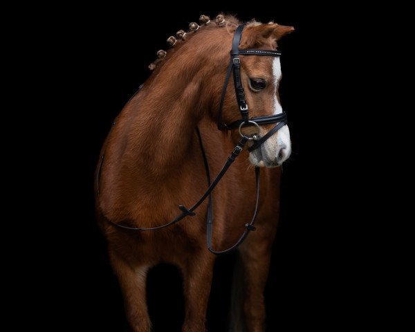 dressage horse Dewisant Lowri (Welsh mountain pony (SEK.A), 2012)