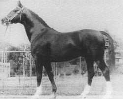 stallion Duell II 2467 (Hanoverian, 1959, from Duellant 3586)