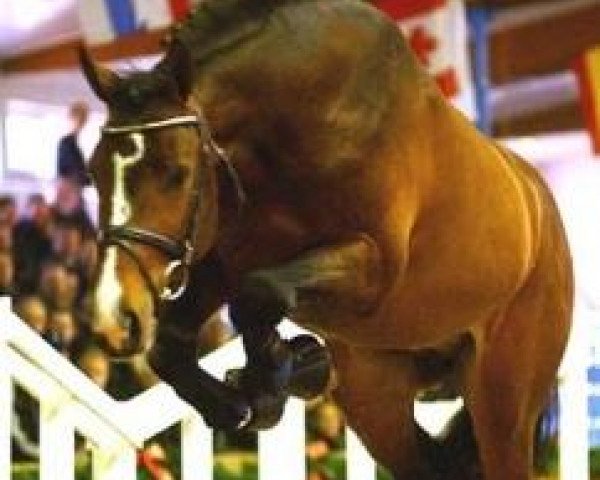 dressage horse Chequille (Zangersheide riding horse, 1999, from Caretano Z)