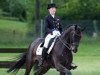 dressage horse Don Windsor OLD (Oldenburg, 2002, from Bmc Don Cardinale)