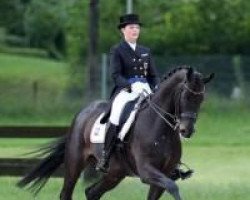 dressage horse Don Windsor OLD (Oldenburg, 2002, from Bmc Don Cardinale)