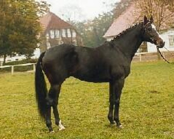 horse Marlesko xx (Thoroughbred, 1984, from Dorfbub xx)