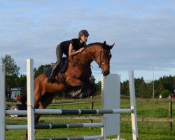 broodmare Joyful G (Swedish Warmblood, 2007, from Careful 28)