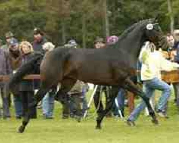 stallion Laurent (Hanoverian, 2002, from Lauries Crusador xx)