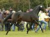 stallion Laurent (Hanoverian, 2002, from Lauries Crusador xx)