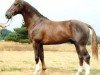stallion Fürstengold (Hanoverian, 1980, from Furioso II)