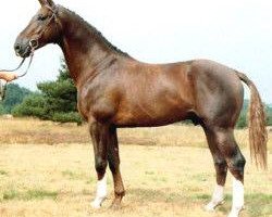 stallion Fürstengold (Hanoverian, 1980, from Furioso II)