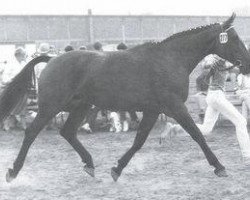 broodmare Glocke (Hanoverian, 1964, from Gong)