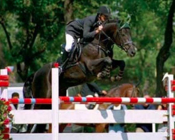 stallion Lucnaor (KWPN (Royal Dutch Sporthorse), 1993, from Burggraaf)