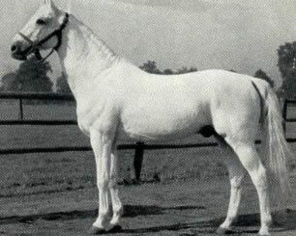 Deckhengst Famulus (Trakehner, 1938, von Fetysz 1924 ox)