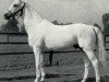 stallion Famulus (Trakehner, 1938, from Fetysz 1924 ox)