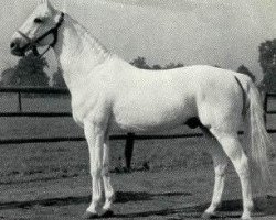 stallion Famulus (Trakehner, 1938, from Fetysz ox 1924)