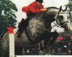 stallion Alasca (Holsteiner, 1985, from Ahorn Z)