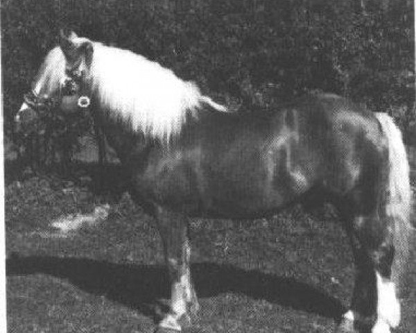 stallion liz. 1367/T Stürmer (Haflinger, 1936, from Nilo (Niggl 5))