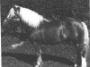 stallion liz. 1367/T Stürmer (Haflinger, 1936, from Nilo (Niggl 5))
